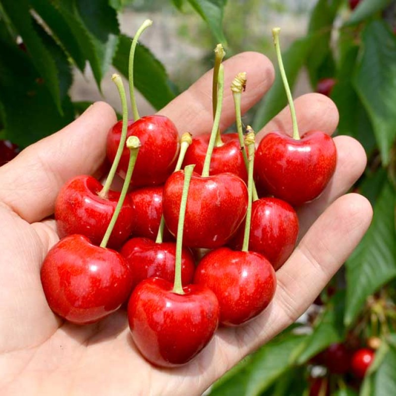 Süßkirsche (Prunus avium) SAMBA®