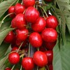 Säulenkirsche (Prunus avium) SARA