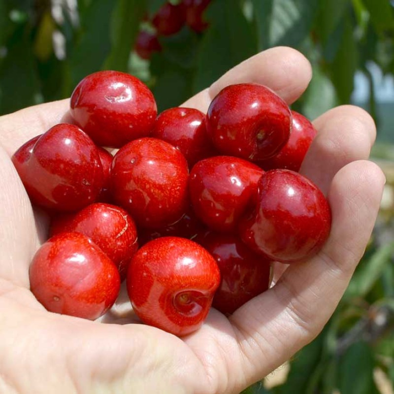 Sweet Cherry (Prunus avium) SKEENA®