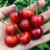 Süßkirsche (Prunus avium) TAMARA®