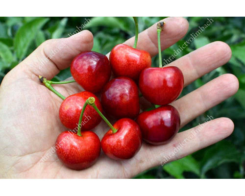 Sweet Cherry (Prunus avium) TAMARA®