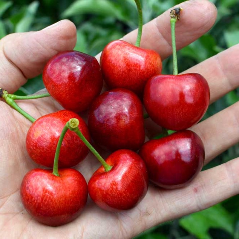 Süßkirsche (Prunus avium) TAMARA®