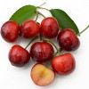 Süßkirsche (Prunus avium) TAMARA®
