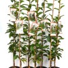 Višňa stĺpová (Prunus cerasus) JACHIM®