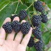 Blackberry (Rubus fruticosus) ASTERINA