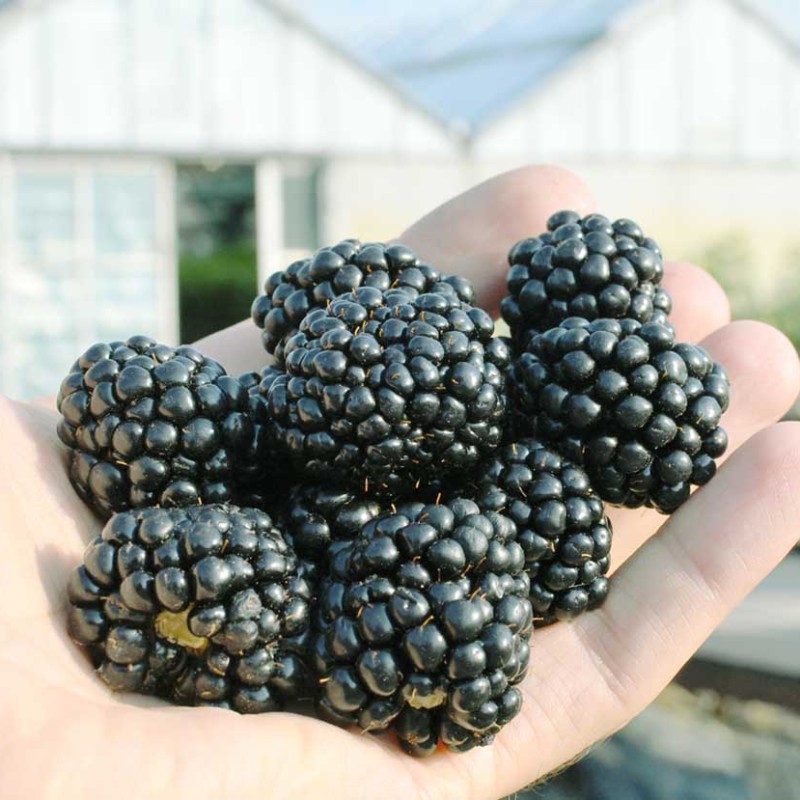 Černica (Rubus fruticosus) BLACK SATIN