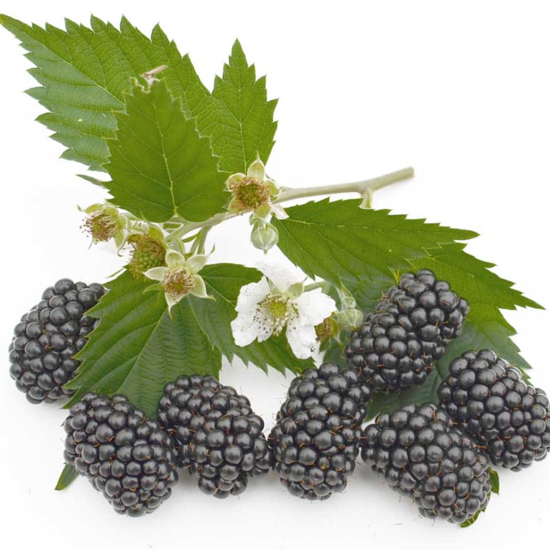 Blackberry (Rubus fruticosus) BRZEZINA