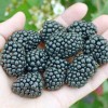 Blackberry (Rubus fruticosus) BRZEZINA