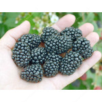 Blackberry (Rubus fruticosus) BRZEZINA