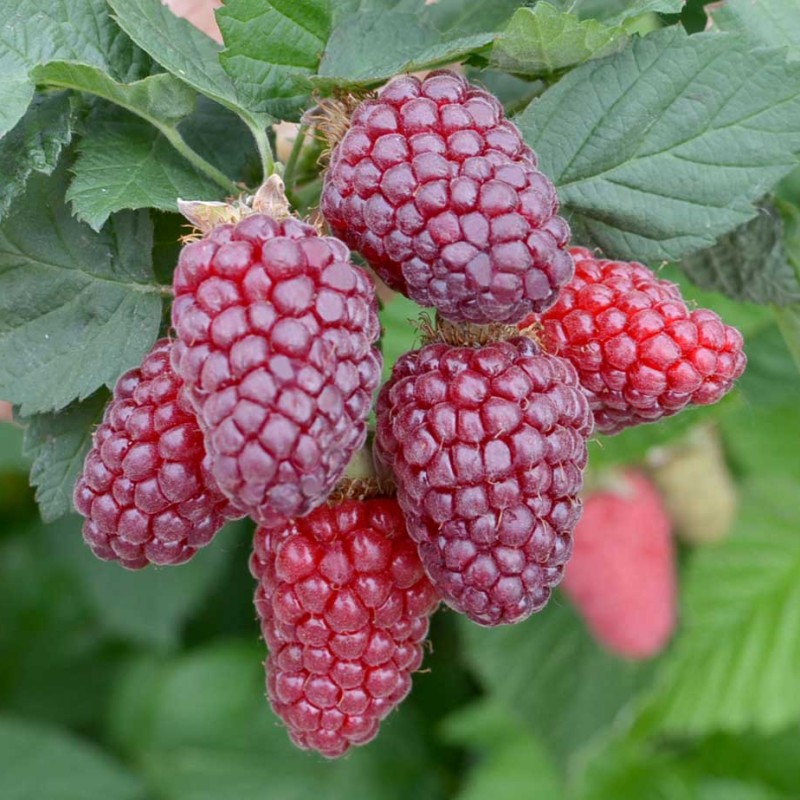 Loganberry BUCKINGHAM TAYBERRY
