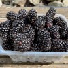 Černica (Rubus fruticosus) ČAČANSKA BESTRNA