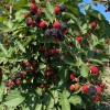 Černica (Rubus fruticosus) ČAČANSKA BESTRNA