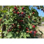 Černica (Rubus fruticosus) Čačanska bestrna