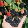 Černica (Rubus fruticosus) ČAČANSKA BESTRNA