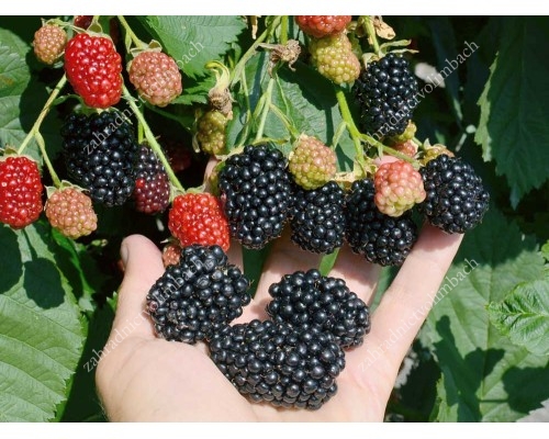 Blackberry Cacak Thornless