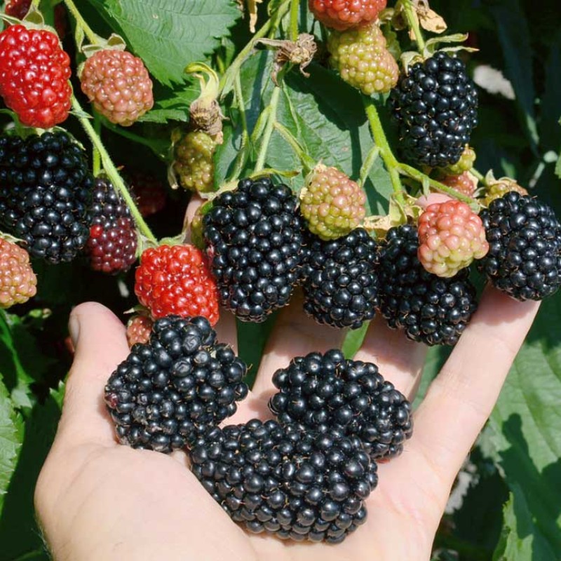 Černica (Rubus fruticosus) ČAČANSKA BESTRNA