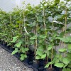 Černica (Rubus fruticosus) TRIPLE CROWN