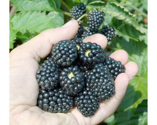 Blackberry (Rubus fruticosus) CHESTER