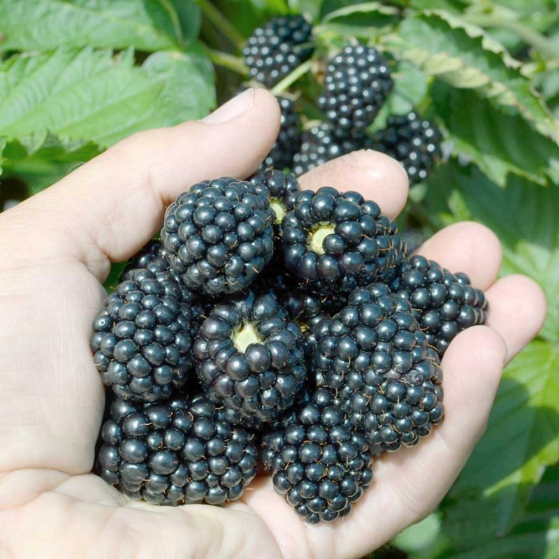 Černica (Rubus fruticosus) CHESTER