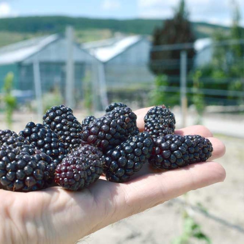 Blackberry (Rubus fruticosus) KARAKA BLACK
