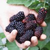 Blackberry (Rubus fruticosus) KARAKA BLACK