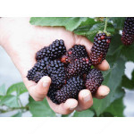 Blackberry (Rubus fruticosus) KARAKA BLACK