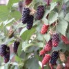 Blackberry (Rubus fruticosus) KARAKA BLACK