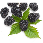 Blackberry (Rubus fruticosus) LOCH TAY
