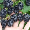 Černica (Rubus fruticosus) LOCH TAY