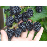 Blackberry (Rubus fruticosus) LOCH TAY