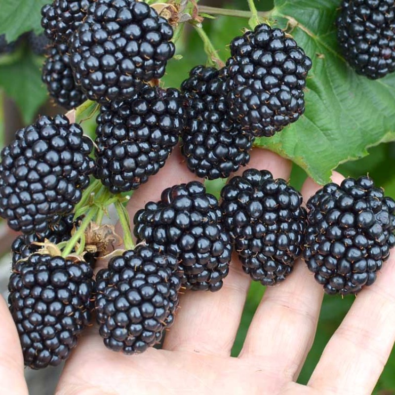 Černica (Rubus fruticosus) LOCH TAY