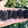 Černica (Rubus fruticosus) NATCHEZ®