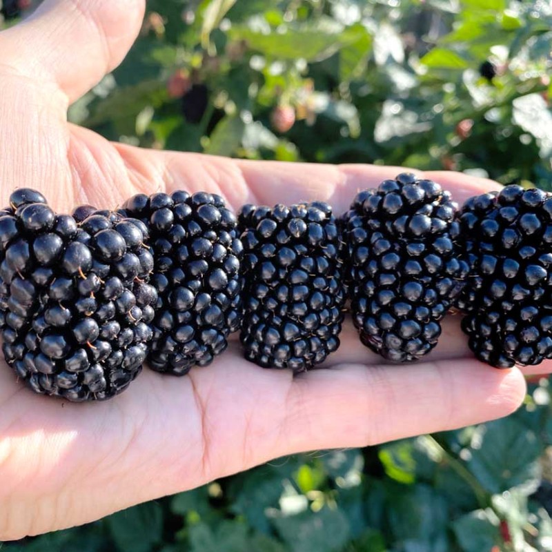 Černica (Rubus fruticosus) NATCHEZ®