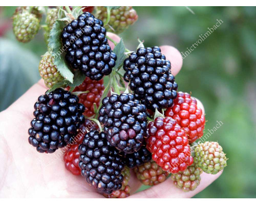 Blackberry (Rubus fruticosus) NAVAHO