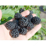 Blackberry (Rubus Eubatus) REUBEN