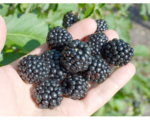Blackberry (Rubus Eubatus) REUBEN