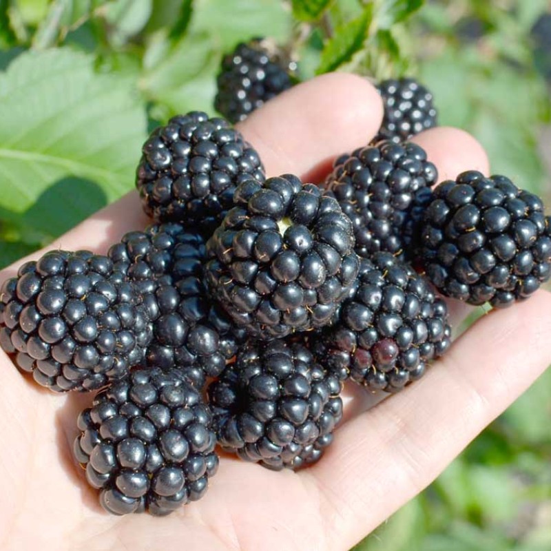 Černica (Rubus Eubatus) REUBEN