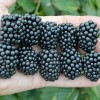Černica (Rubus fruticosus) TRIPLE CROWN
