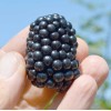 Černica (Rubus fruticosus) TRIPLE CROWN