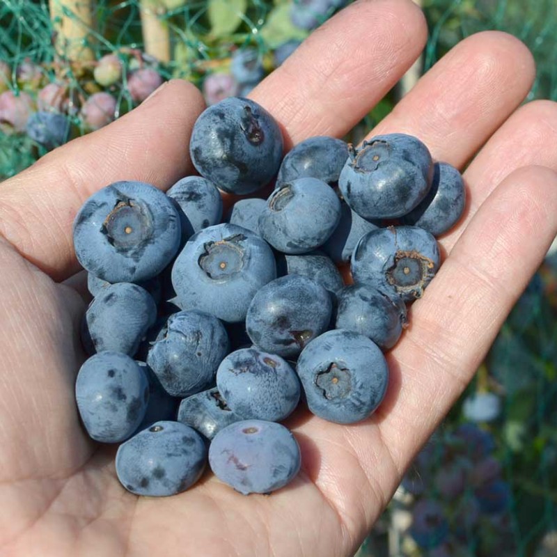 Čučoriedka (Vaccinium corymbosum) BRIGITTA BLUE