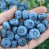 Blueberry (Vaccinium corymbosum) CHANDLER