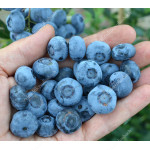Blueberry (Vaccinium corymbosum) CHANDLER