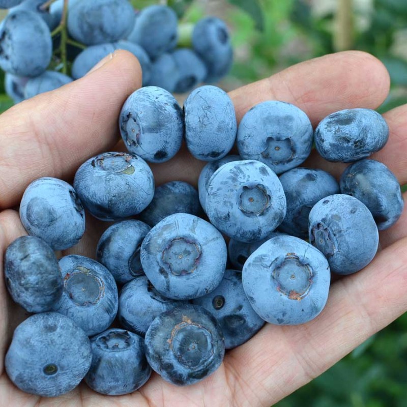 Blueberry (Vaccinium corymbosum) CHANDLER