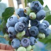 Blueberry (Vaccinium corymbosum) CHANDLER