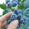 Čučoriedka (Vaccinium corymbosum) REKA®