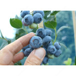 Blueberry (Vaccinium corymbosum) REKA®