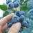 Blueberries