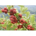 Chinese Mulberry (Cudrania tricuspidata) CHE DARROW 