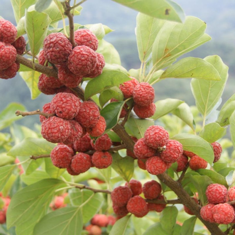CHE - Kudránia trojlaločná (Cudrania tricuspidata) DARROW