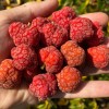CHE - Kudránia trojlaločná (Cudrania tricuspidata) DARROW